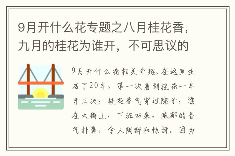 9月開什么花專題之八月桂花香，九月的桂花為誰開，不可思議的是一年連續(xù)開三次