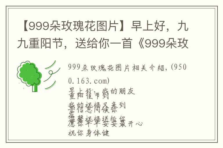 【999朵玫瑰花圖片】早上好，九九重陽(yáng)節(jié)，送給你一首《999朵玫瑰花》，愿您幸福長(zhǎng)久