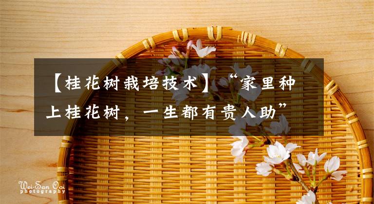 【桂花樹栽培技術(shù)】“家里種上桂花樹，一生都有貴人助”，養(yǎng)好桂花只需記住3點(diǎn)