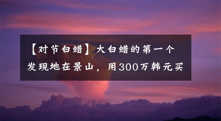 【對(duì)節(jié)白蠟】大白蠟的第一個(gè)發(fā)現(xiàn)地在景山，用300萬(wàn)韓元買(mǎi)最美古樹(shù)的人曾被拒絕