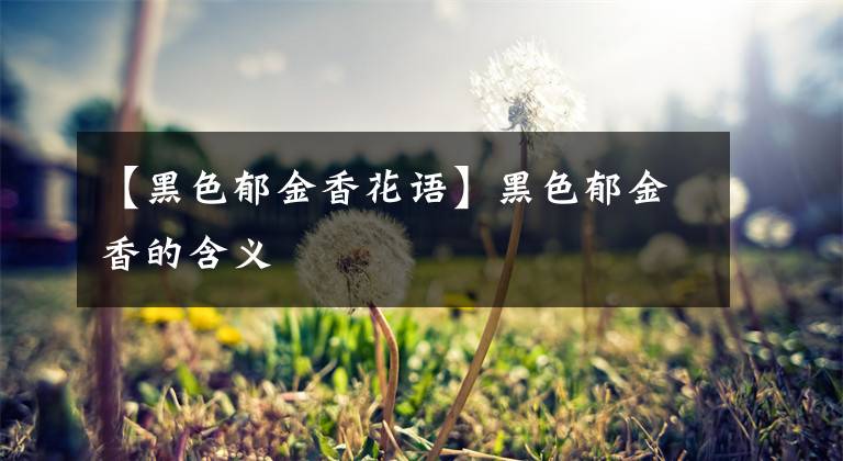 【黑色郁金香花語(yǔ)】黑色郁金香的含義