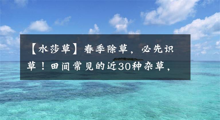 【水莎草】春季除草，必先識草！田間常見的近30種雜草，你認識多少？