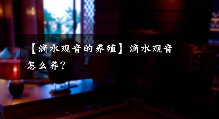 【滴水觀音的養(yǎng)殖】滴水觀音怎么養(yǎng)？