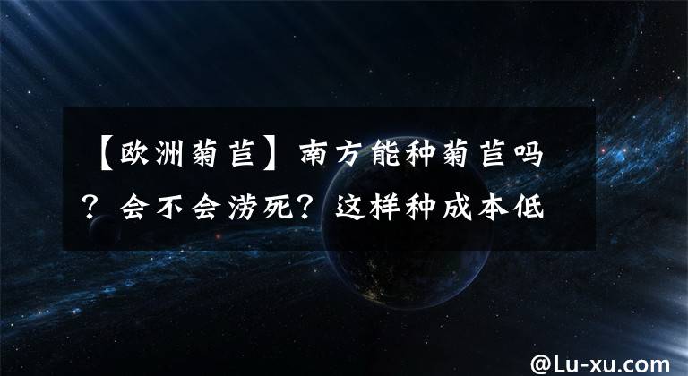 【歐洲菊苣】南方能種菊苣嗎？會不會澇死？這樣種成本低，畝產(chǎn)鮮草10噸以上