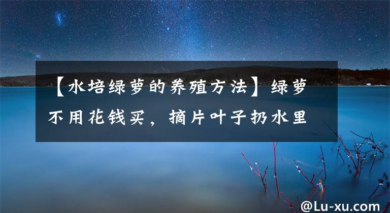 【水培綠蘿的養(yǎng)殖方法】綠蘿不用花錢買，摘片葉子扔水里，長得滿屋子都是！