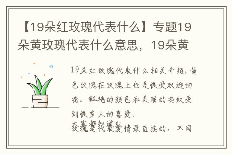 【19朵紅玫瑰代表什么】專(zhuān)題19朵黃玫瑰代表什么意思，19朵黃玫瑰花語(yǔ)是什么（為愛(ài)道歉）