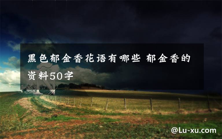 黑色郁金香花語(yǔ)有哪些 郁金香的資料50字