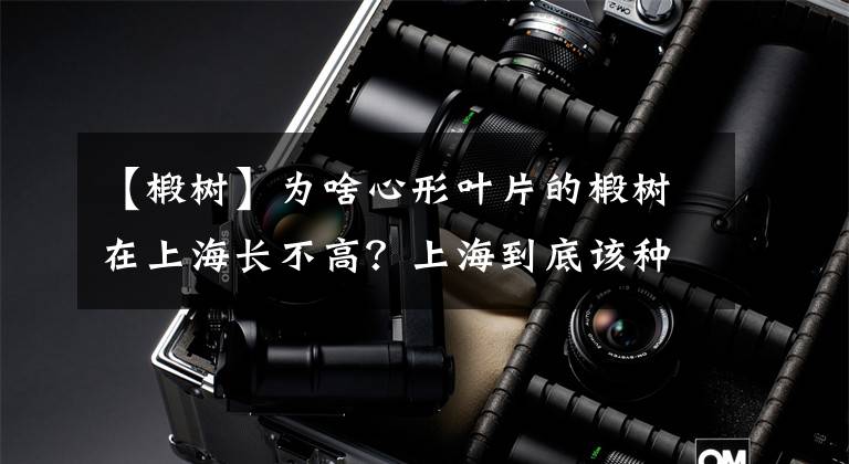 【椴樹】為啥心形葉片的椴樹在上海長不高？上海到底該種什么樹？這篇文章都解答了