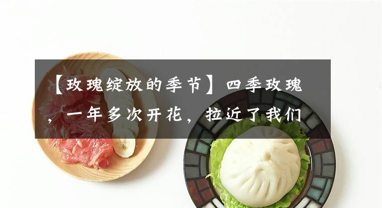 【玫瑰綻放的季節(jié)】四季玫瑰，一年多次開(kāi)花，拉近了我們與浪漫的距離，讓愛(ài)永遠(yuǎn)熱烈