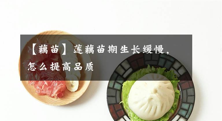 【藕苗】蓮藕苗期生長(zhǎng)緩慢，怎么提高品質(zhì)