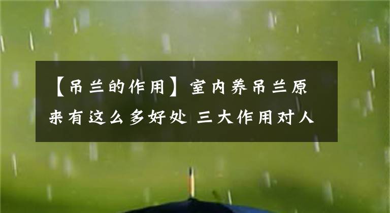 【吊蘭的作用】室內(nèi)養(yǎng)吊蘭原來有這么多好處 三大作用對人體有益