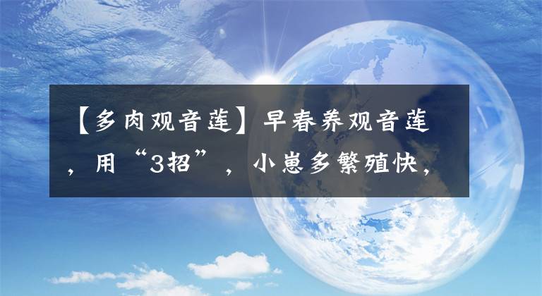 【多肉觀音蓮】早春養(yǎng)觀音蓮，用“3招”，小崽多繁殖快，更旺盛，葉色漂亮