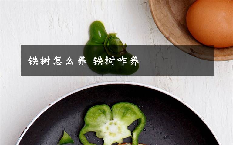 鐵樹(shù)怎么養(yǎng) 鐵樹(shù)咋養(yǎng)