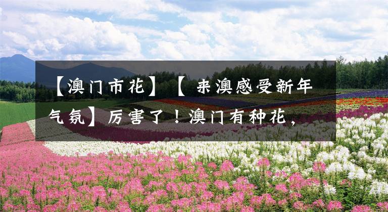 【澳門市花】【 來澳感受新年氣氛】厲害了！澳門有種花，看了好運(yùn)年年