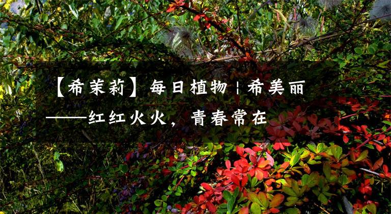 【希茉莉】每日植物 | 希美麗——紅紅火火，青春常在