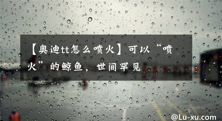 【奧迪tt怎么噴火】可以“噴火”的鯨魚，世間罕見