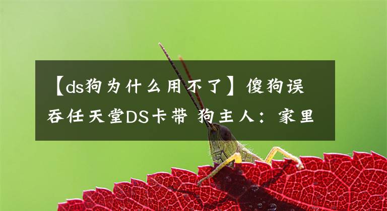 【ds狗為什么用不了】傻狗誤吞任天堂DS卡帶 狗主人：家里并沒有NDS游戲機啊