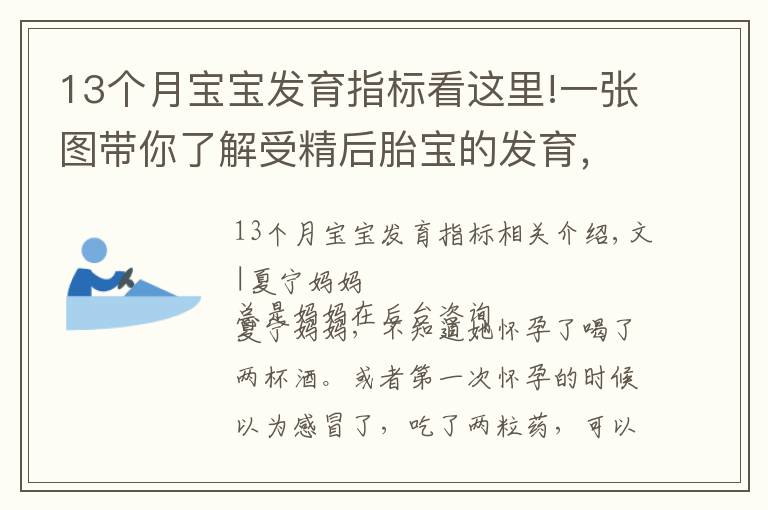 13個月寶寶發(fā)育指標(biāo)看這里!一張圖帶你了解受精后胎寶的發(fā)育，孕媽早清楚避免畸形發(fā)生