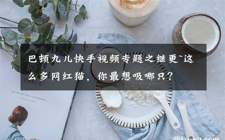 巴頓九兒快手視頻專題之繼更~這么多網(wǎng)紅貓，你最想吸哪只？