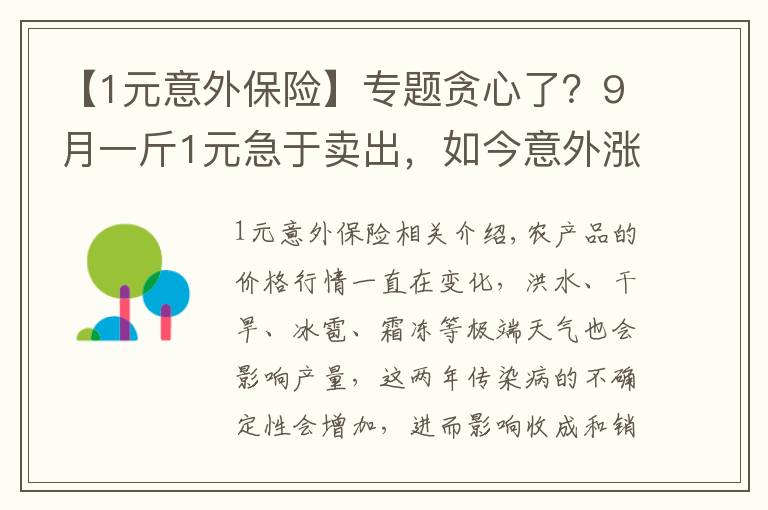 【1元意外保險】專題貪心了？9月一斤1元急于賣出，如今意外漲價，農(nóng)民卻惜售等價