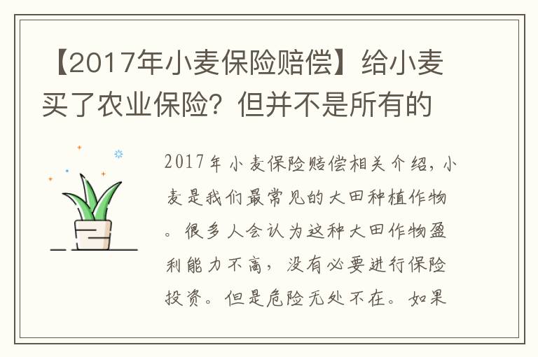 【2017年小麥保險賠償】給小麥買了農(nóng)業(yè)保險？但并不是所有的災(zāi)害都能要到索賠！