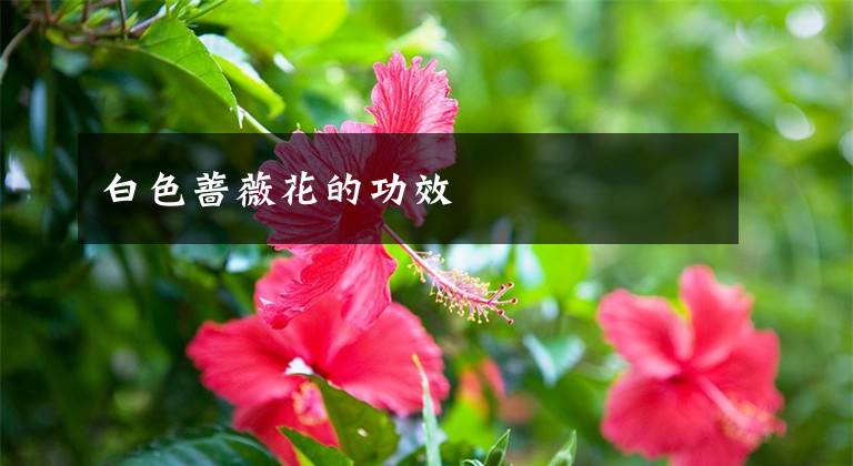 白色薔薇花的功效