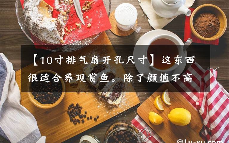 【10寸排氣扇開孔尺寸】這東西很適合養(yǎng)觀賞魚。除了顏值不高以外，還有不亞于魚缸的性能