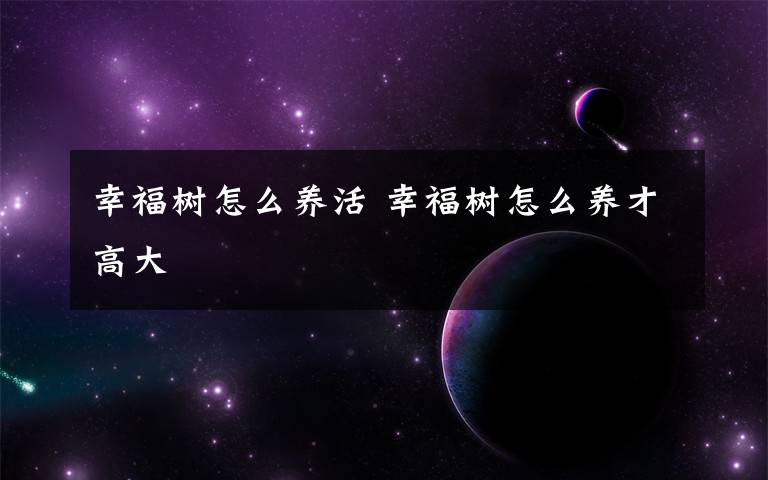 幸福樹怎么養(yǎng)活 幸福樹怎么養(yǎng)才高大