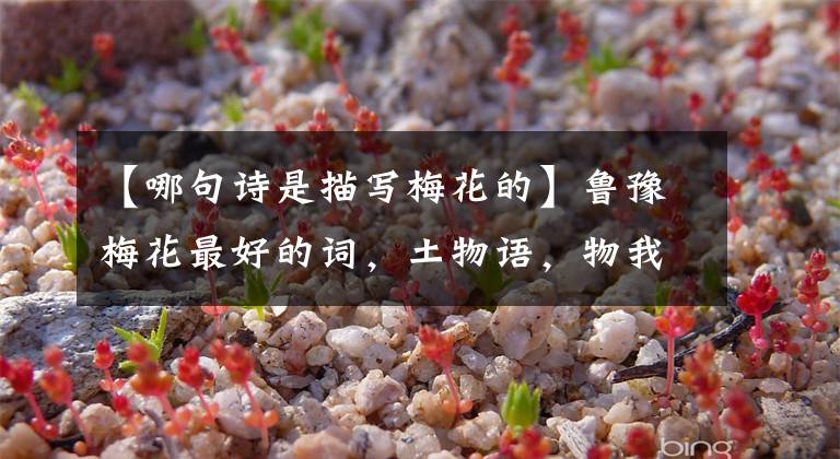 【哪句詩是描寫梅花的】魯豫梅花最好的詞，土物語，物我融，可以說是通靈師的絕唱。