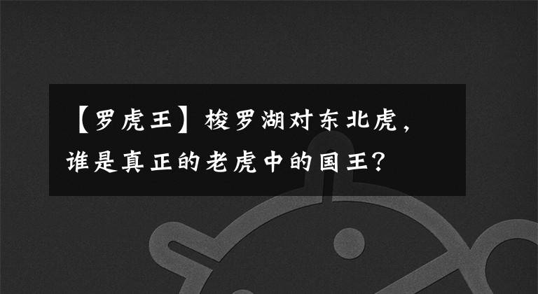 【羅虎王】梭羅湖對東北虎，誰是真正的老虎中的國王？