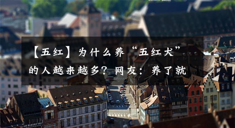 【五紅】為什么養(yǎng)“五紅犬”的人越來越多？網(wǎng)友：養(yǎng)了就不想換狗了