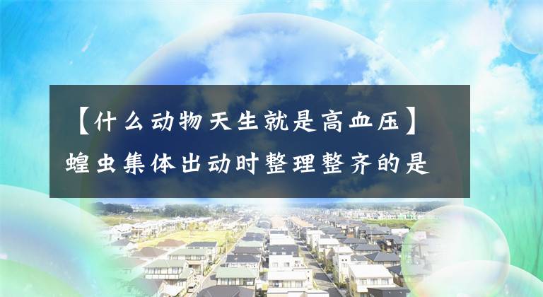 【什么動物天生就是高血壓】蝗蟲集體出動時整理整齊的是？5月20日螞蟻莊園對今天問題的回答