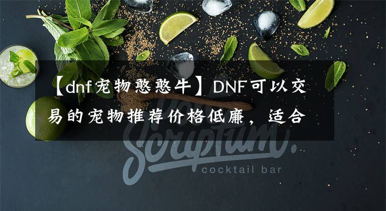 【dnf寵物憨憨?！緿NF可以交易的寵物推薦價(jià)格低廉，適合小號