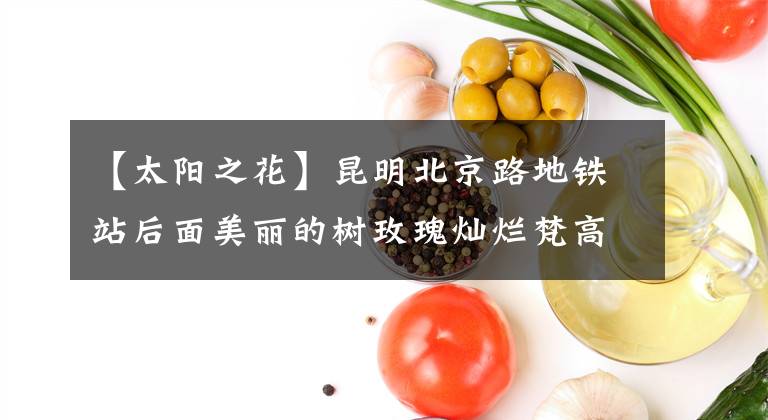 【太陽(yáng)之花】昆明北京路地鐵站后面美麗的樹玫瑰燦爛梵高的《向日葵》