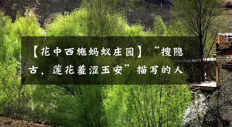 【花中西施螞蟻莊園】“搜隱古，蓮花羞澀玉安”描寫的人物是螞蟻莊園3月1日今天的答案。