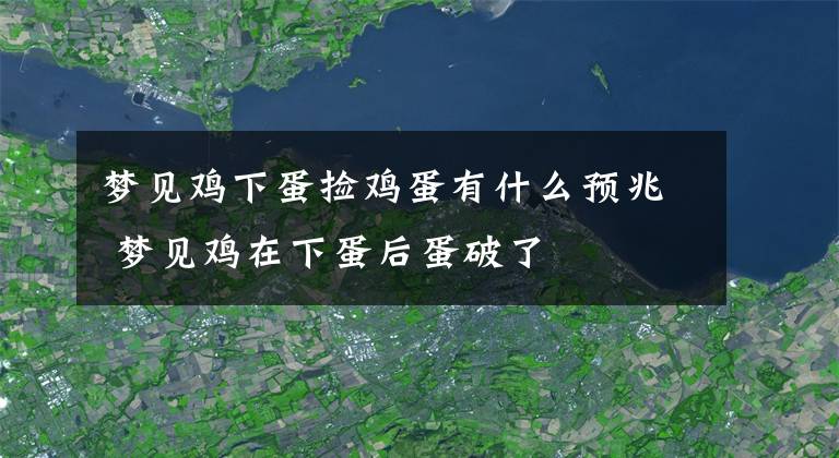 夢見雞下蛋撿雞蛋有什么預兆 夢見雞在下蛋后蛋破了