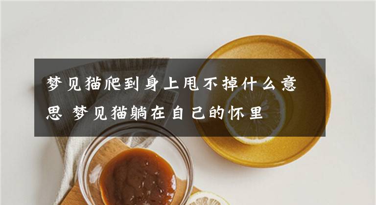 夢見貓爬到身上甩不掉什么意思 夢見貓?zhí)稍谧约旱膽牙?></a></div>
              <div   id=