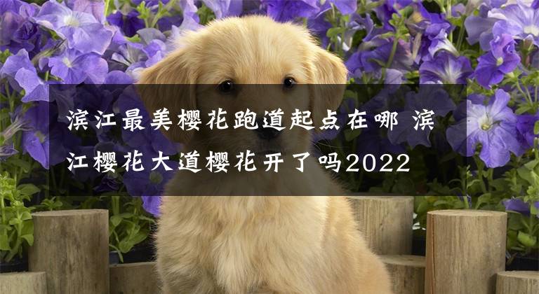 濱江最美櫻花跑道起點(diǎn)在哪 濱江櫻花大道櫻花開了嗎2022