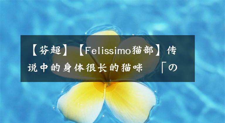 【芬超】【Felissimo貓部】傳說(shuō)中的身體很長(zhǎng)的貓咪–「のびーるたん」合作的超長(zhǎng)貓毛巾登場(chǎng)