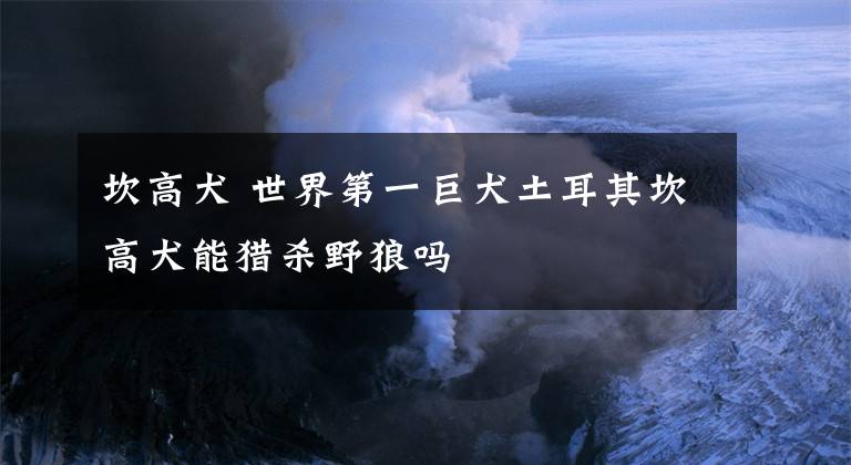 坎高犬 世界第一巨犬土耳其坎高犬能獵殺野狼嗎