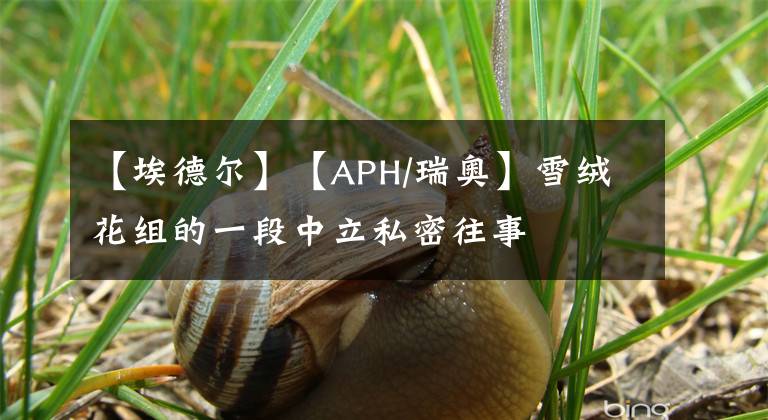 【埃德爾】【APH/瑞奧】雪絨花組的一段中立私密往事