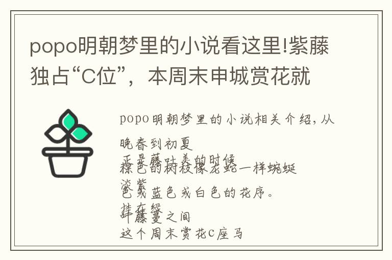 popo明朝夢里的小說看這里!紫藤獨(dú)占“C位”，本周末申城賞花就看它