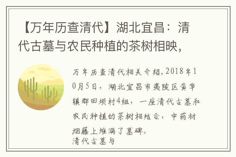 【萬(wàn)年歷查清代】湖北宜昌：清代古墓與農(nóng)民種植的茶樹(shù)相映，攝影師用茶花祭祀