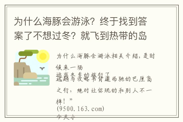 為什么海豚會游泳？終于找到答案了不想過冬？就飛到熱帶的島嶼和海豚一起游泳吧