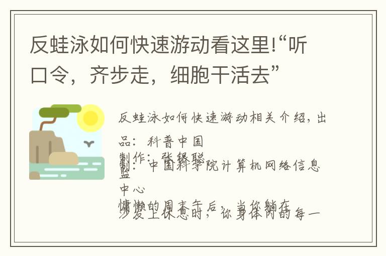 反蛙泳如何快速游動看這里!“聽口令，齊步走，細胞干活去”