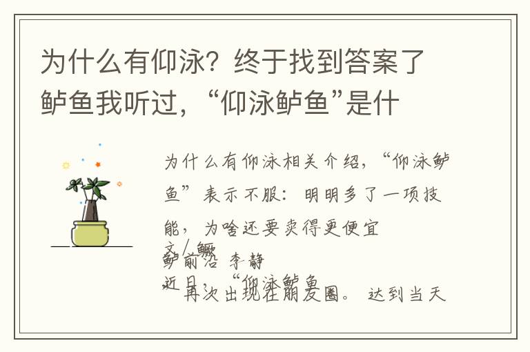 為什么有仰泳？終于找到答案了鱸魚我聽過，“仰泳鱸魚”是什么鬼？