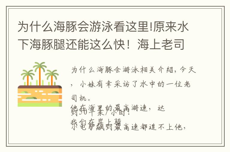 為什么海豚會游泳看這里!原來水下海豚腿還能這么快！海上老司機獨家專訪