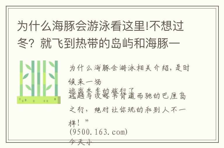 為什么海豚會游泳看這里!不想過冬？就飛到熱帶的島嶼和海豚一起游泳吧