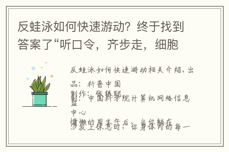 反蛙泳如何快速游動？終于找到答案了“聽口令，齊步走，細胞干活去”