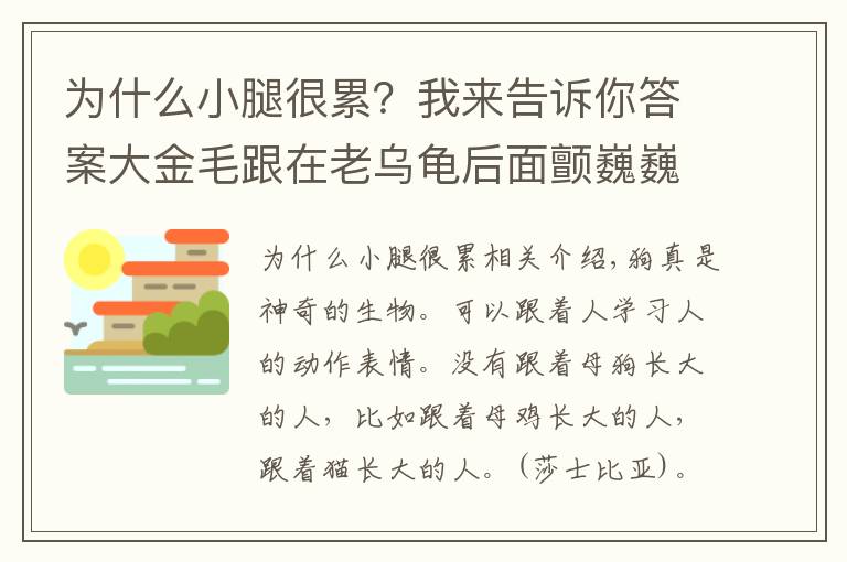 為什么小腿很累？我來(lái)告訴你答案大金毛跟在老烏龜后面顫巍巍的走，小腿累的直抖還模仿，真敬業(yè)